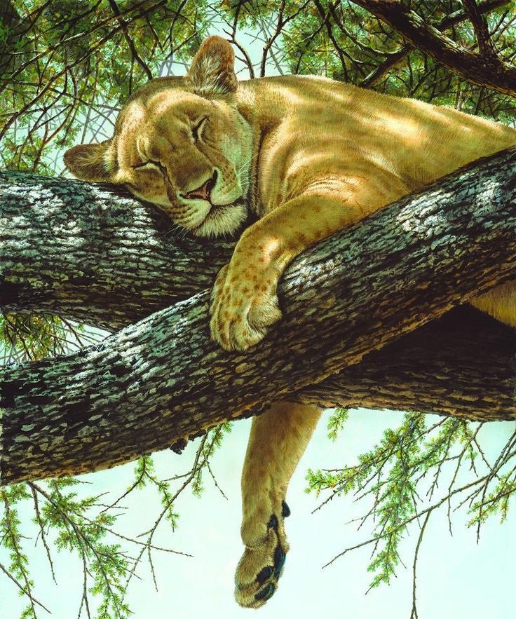 Серия "Дикая природа" - природа, сон, отдых, львица, после охоты - оригинал