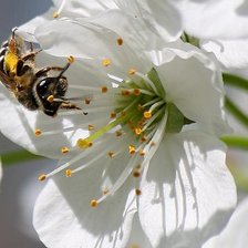 Схема вышивки «ц»