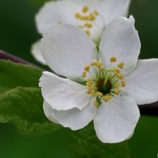 Схема вышивки «к»