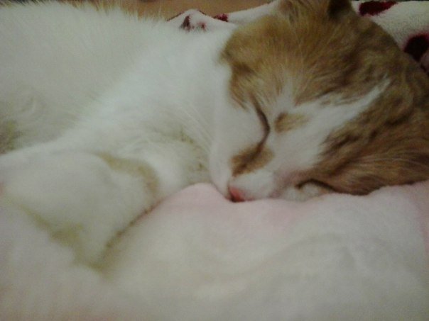 Мой любименький Рыженький) - кот, спит, любимый - оригинал