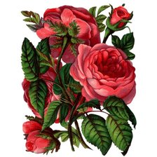 Оригинал схемы вышивки «розы» (№964513)