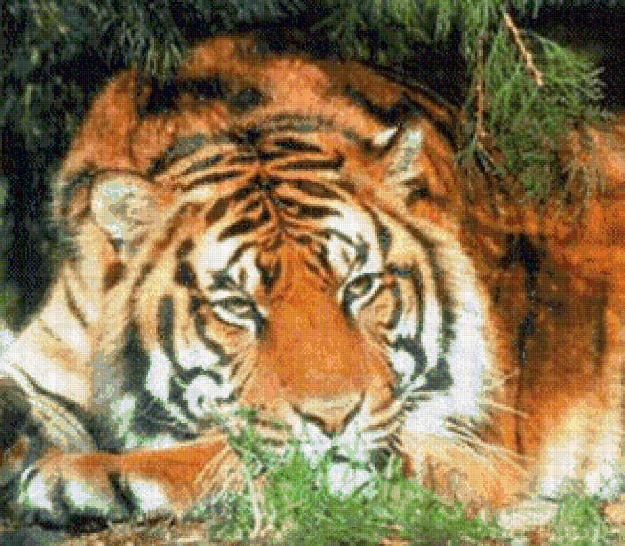 тигруля - предпросмотр