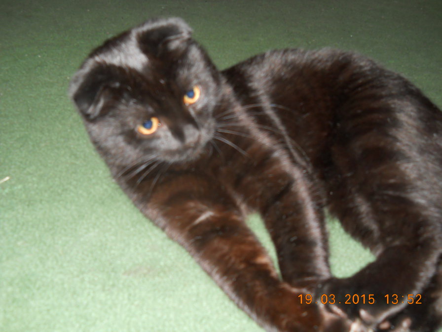 Тоша - оригинал