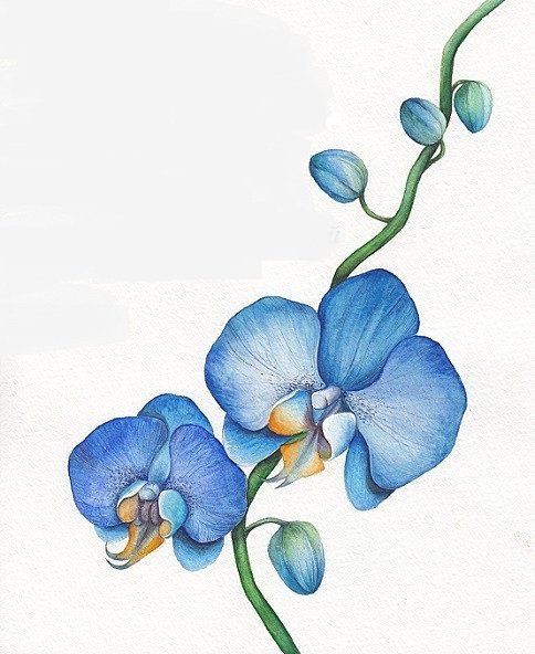 Голубая орхидея. - цветок, орхидея, нежность. - оригинал