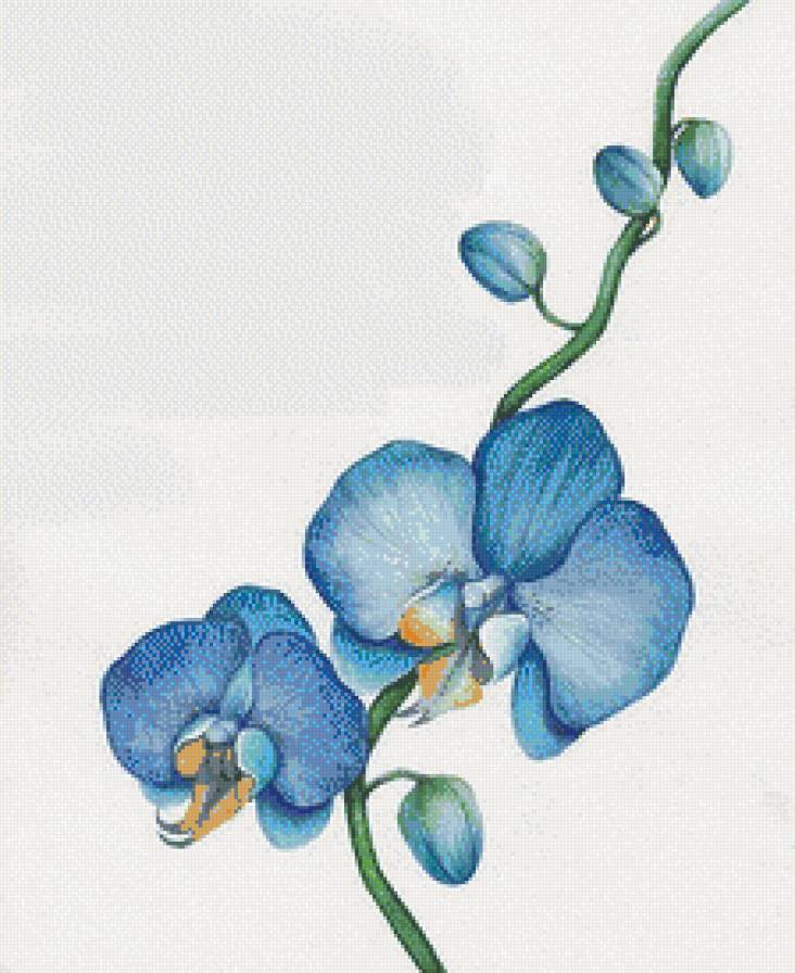 Голубая орхидея. - нежность., цветок, орхидея - предпросмотр