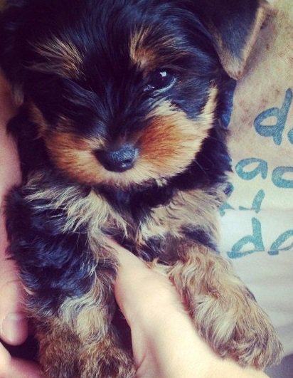 Щенок Йорка - щенок - оригинал