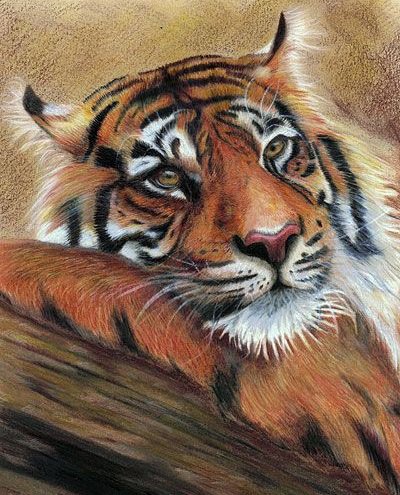 Серия "Дикая природа" - тигр, отдых, портрет - оригинал