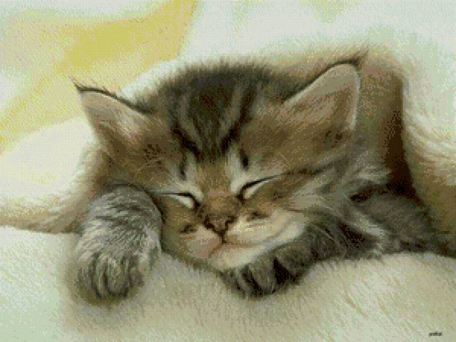 любимый котя - котенок, сон - предпросмотр