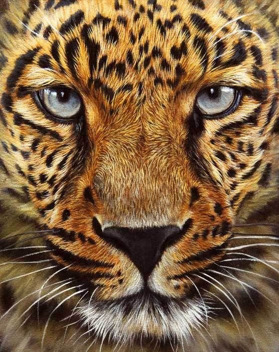 Серия "Дикая природа" - леопард, взгляд, хищник, портрет - оригинал