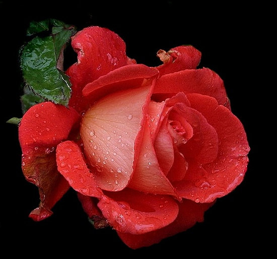 №965428 - розы - оригинал