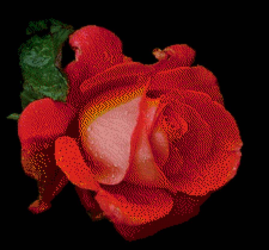 №965428 - розы - предпросмотр