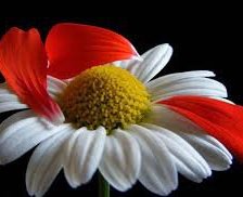 Схема вышивки «№965433»