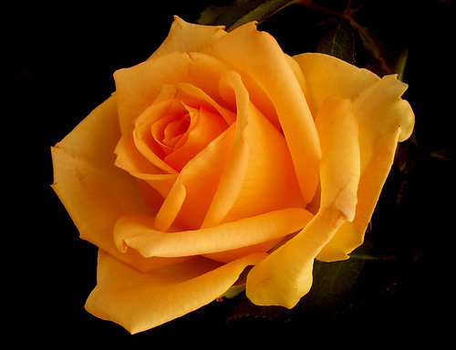 №965436 - оригинал