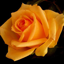 Схема вышивки «№965436»