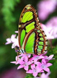 №965459 - оригинал