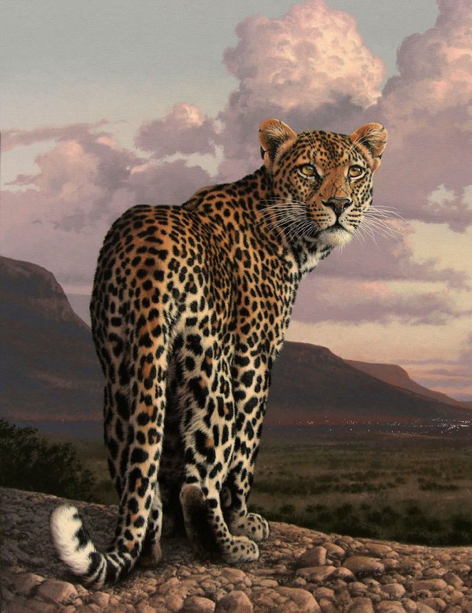 Серия "Дикая природа" - отдых, дикие кошки, взгляд, природа, ягуар - оригинал