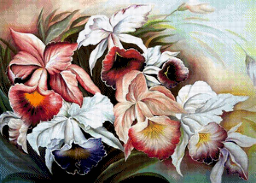 Орхидеи - цветы, цветок, букет, орхидея - предпросмотр