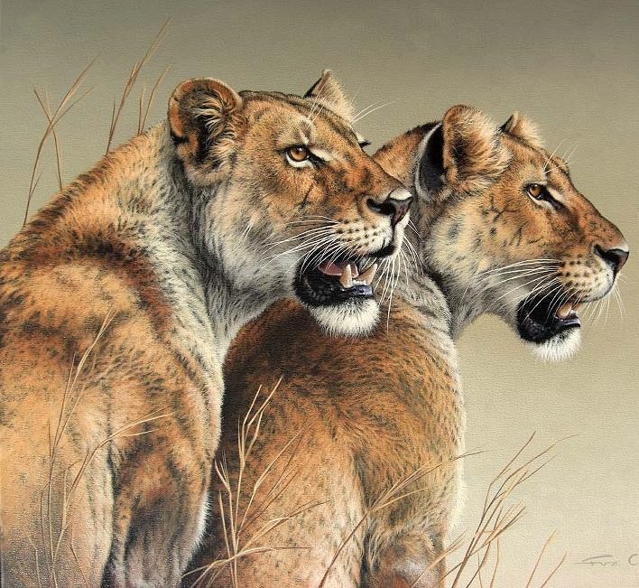 Серия "Дикая природа" - охота, львы, оскал, львица, хищники - оригинал
