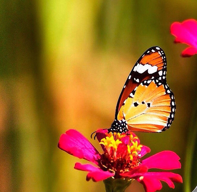 " Вдохновление " - природа. бабочки, лето - оригинал