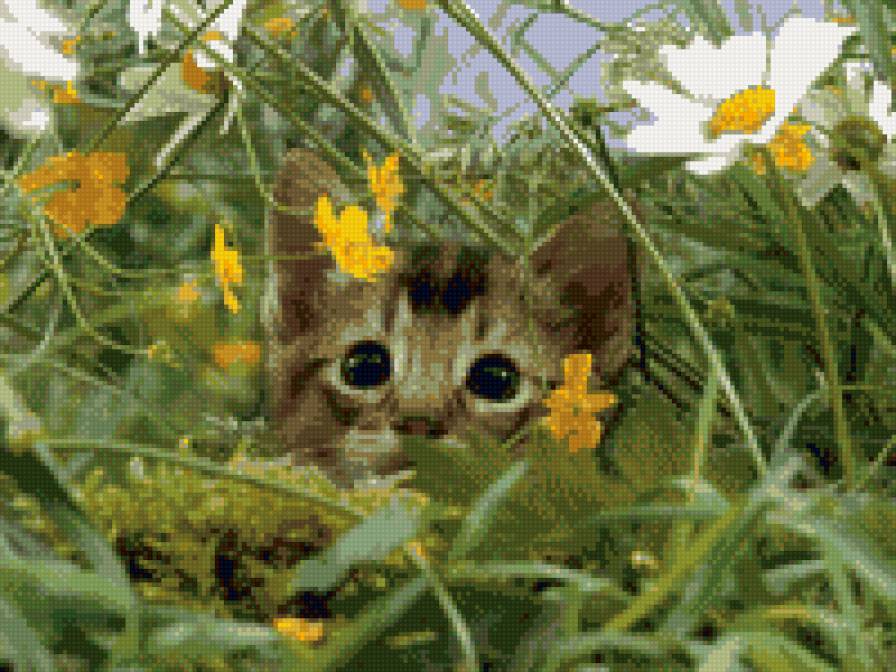 " Свобода!!!" - природа, домашние любимцы!!", животные - предпросмотр