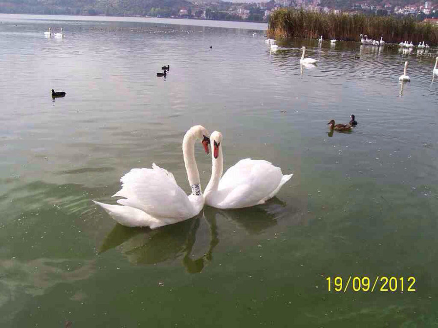 " Верность !!" - оригинал