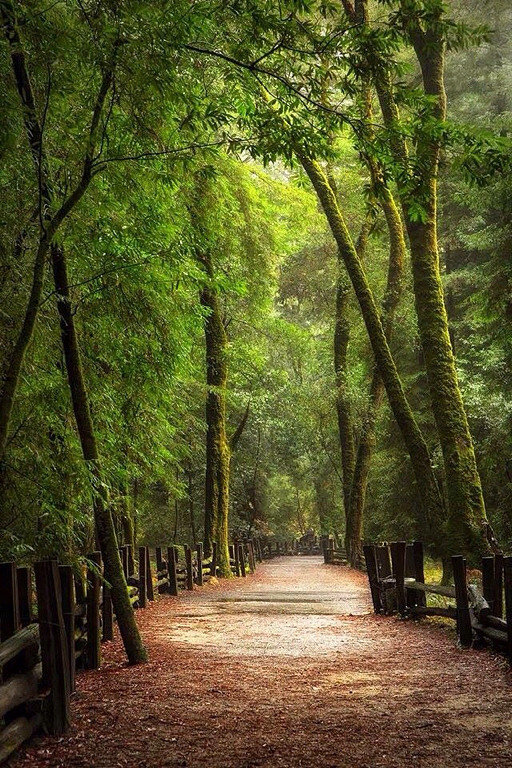 " Алея  любви!!" - лето, пейзаж, природа - оригинал