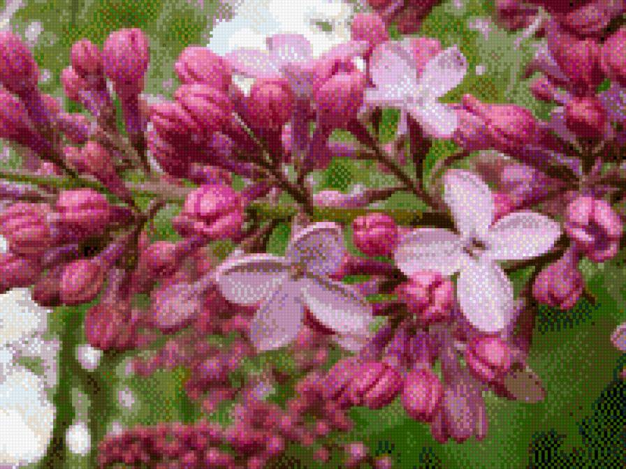 Сирень розовая - цветы, букет, сирень, сад - предпросмотр