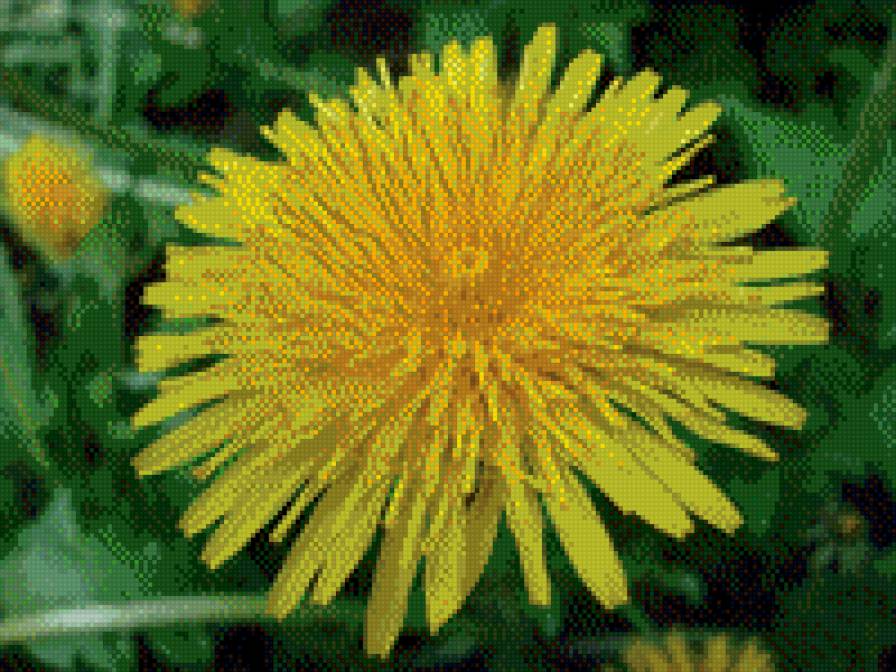 Солнышко - одуванчики, сад, луг, цветы - предпросмотр