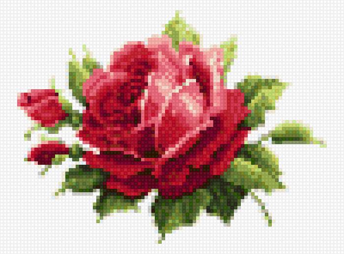 Роза - предпросмотр