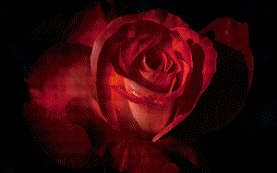 Роза на чёрном - предпросмотр