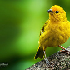 Схема вышивки «Птичка»