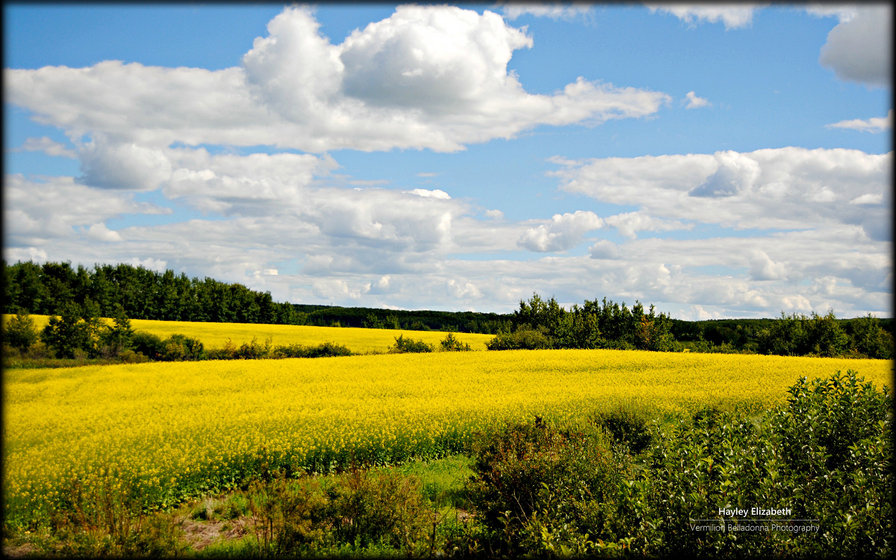 Поле - оригинал