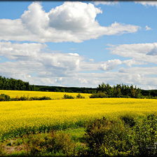 Схема вышивки «Поле»