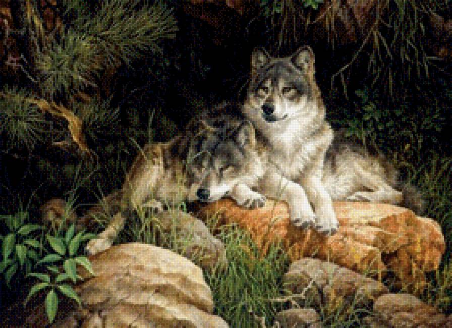 Волчья верность - животные - предпросмотр