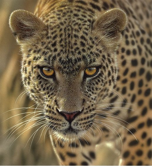 Гепард - оригинал