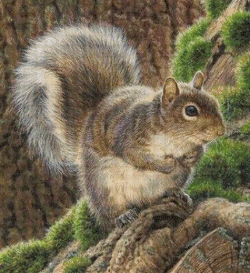 Серия "Дикая природа" - белочка, зверек, природа, животные - предпросмотр