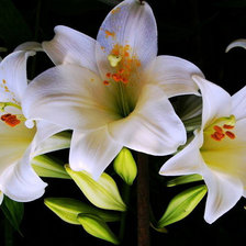 белые лилии