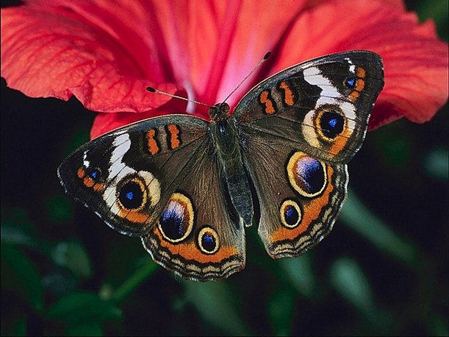 бабочка - природа, бабочка - оригинал