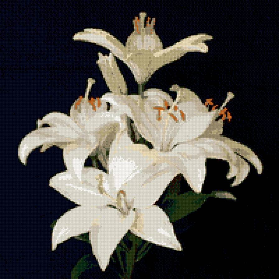 лилии - схема, белые лилии, лилии, на черном фоне - предпросмотр