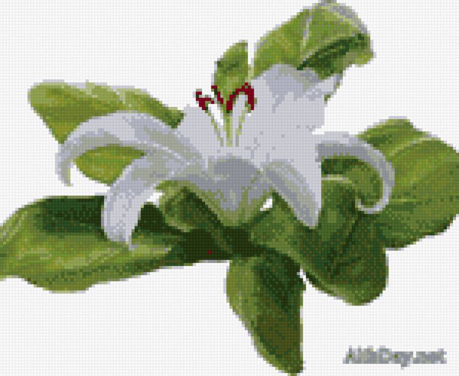 лилия белая - лилия, зеленый листья, белая лилия, схема, цветок - предпросмотр