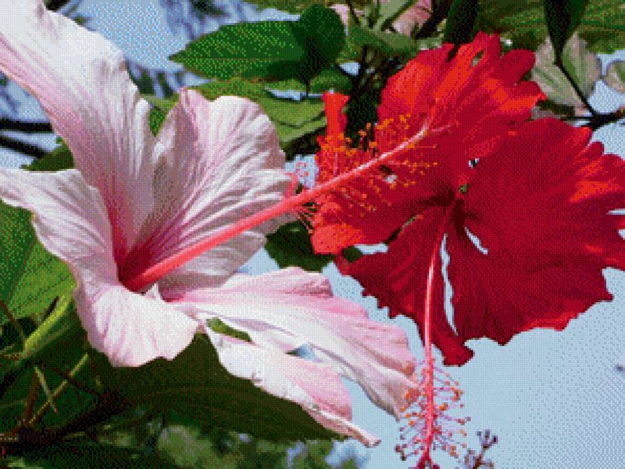 гибискус - розы, цветы - предпросмотр