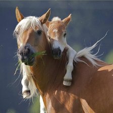 Схема вышивки «№966113»