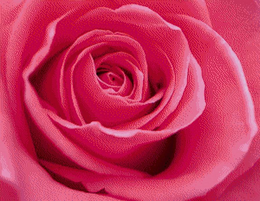 роза - цветы, розы - предпросмотр