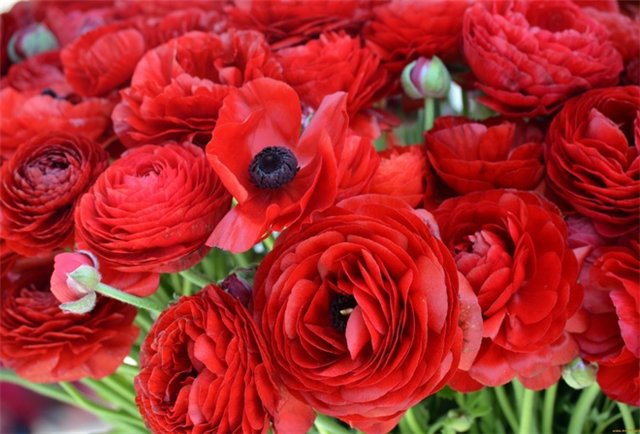 маки - цветы - оригинал