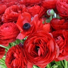 Схема вышивки «маки»