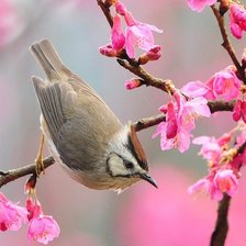 Схема вышивки «№966205»