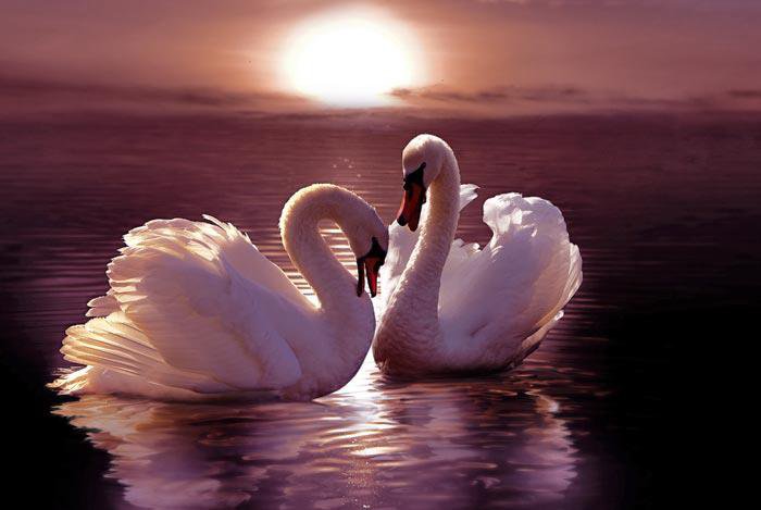 №966217 - оригинал