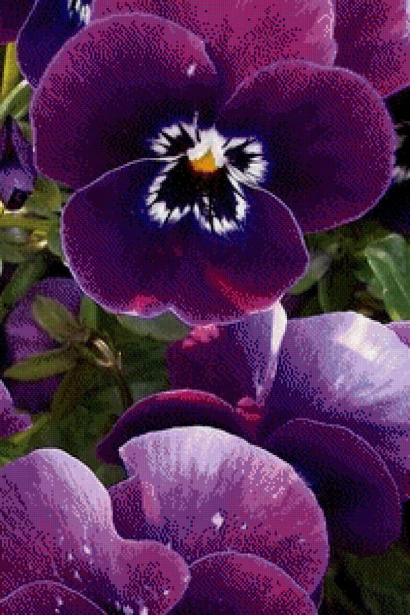 анютины глазки - цветы - предпросмотр