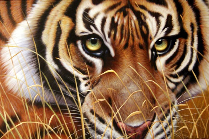 взгляд хищника - хищник, тигр - оригинал