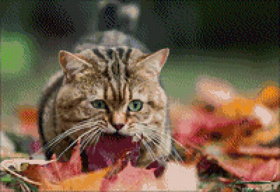 Котейка - предпросмотр